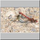 Sympetrum fonscolombii - Fruehe Heidelibelle 01.jpg